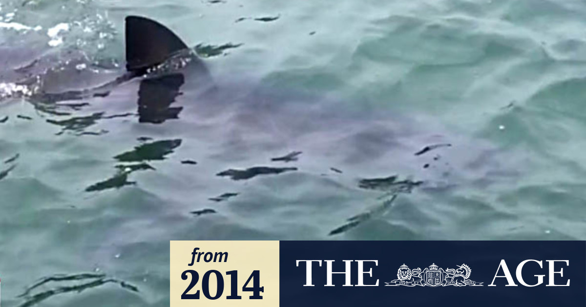 Video: Great white spotted in Lake Macquarie